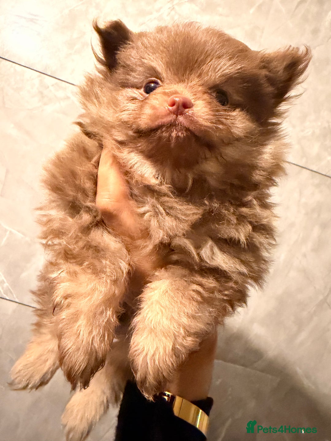 Pomeranian dogs for sale: Micro poms   - Advert 13