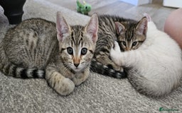 Bengal cats for sale: Beautiful Bengal Kittens - Image 1