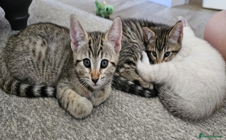 Bengal cats - Advert 5