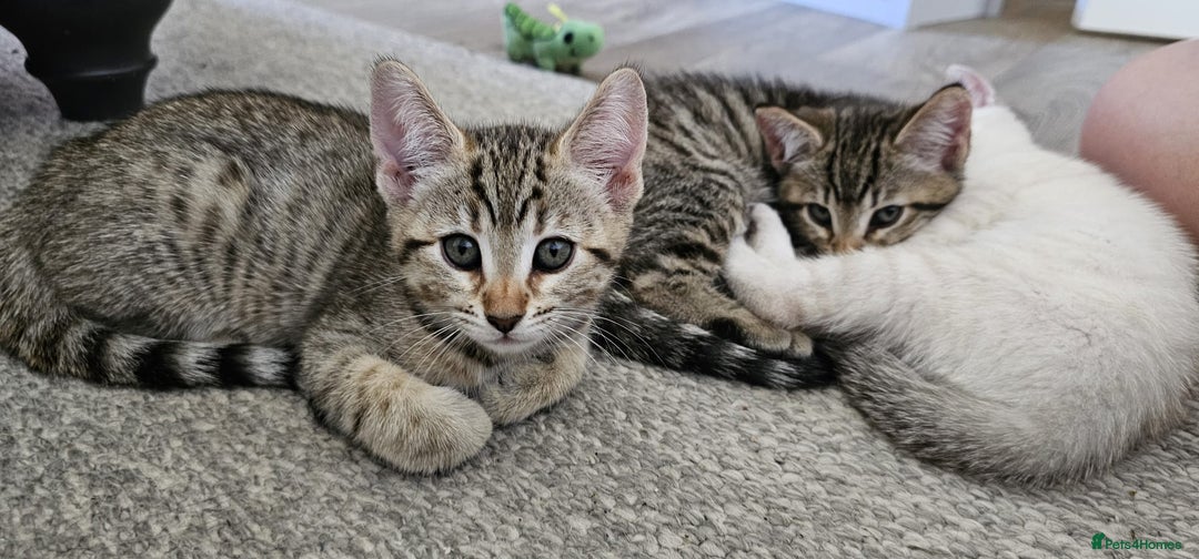 Bengal cats for sale: Beautiful Bengal Kittens - Image 1