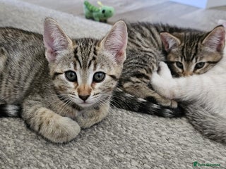 Bengal cats - Advert 6