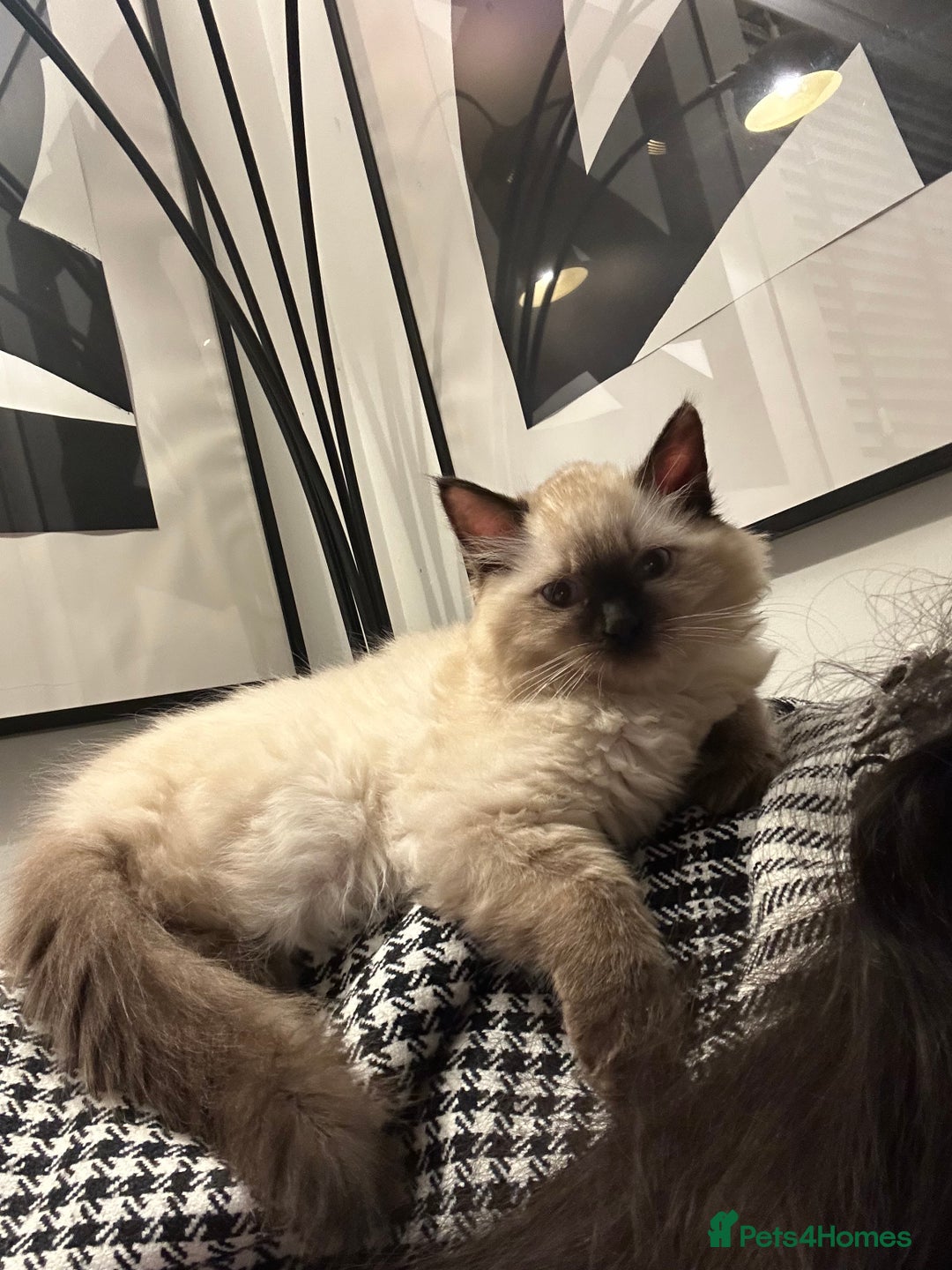 Ragdoll cats for sale: Very Fluffy Female Ragdoll Kitten - Advert 10