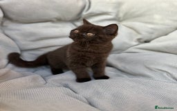 British Shorthair cats for sale: Ready British Shorthair Chunky Kittens - Image 25