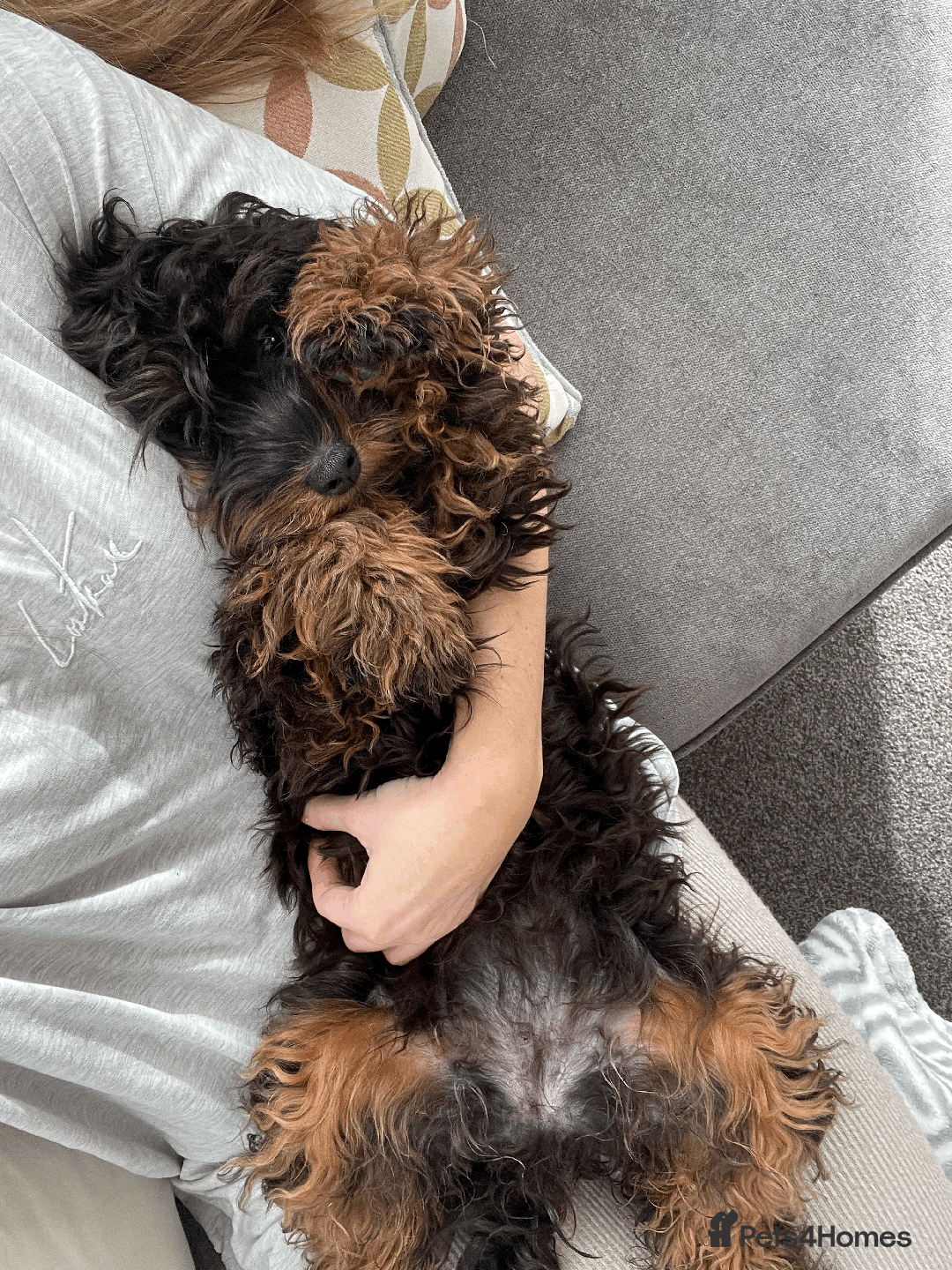 Cockapoo dogs for sale: F1b Toy Cockapoo puppy - Advert 20