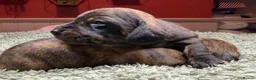 Miniature Dachshund dogs for sale: Stunning brindle miniature dachshund puppies in Plymouth - Advert 9