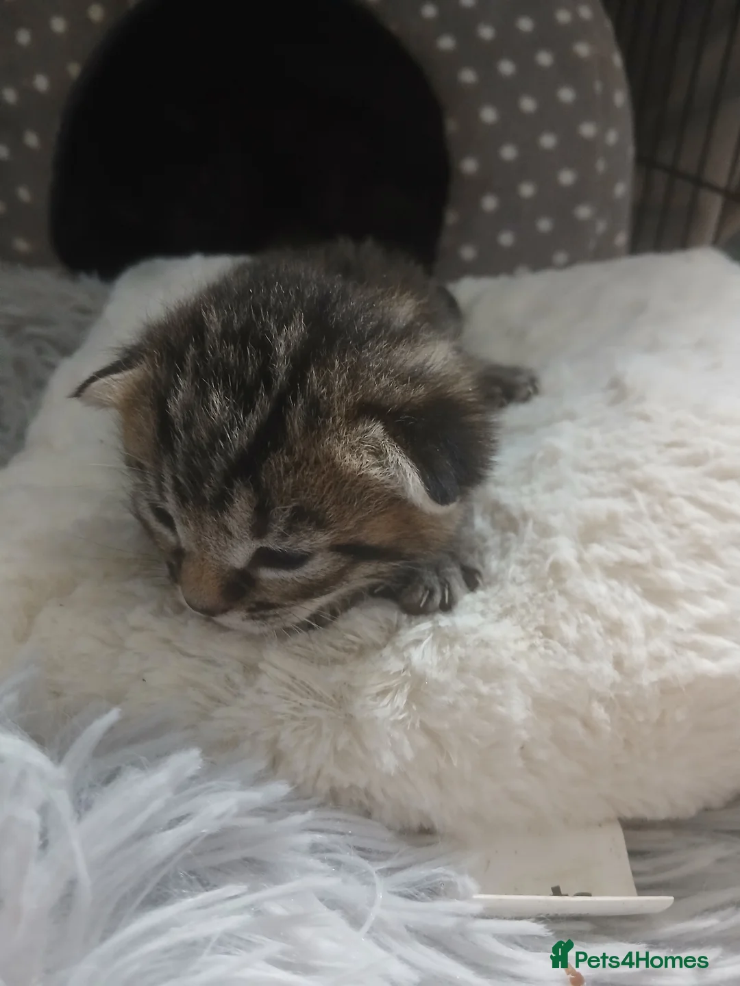 Mixed Breed cats for sale: 4 tabby kittens,  - Advert 2