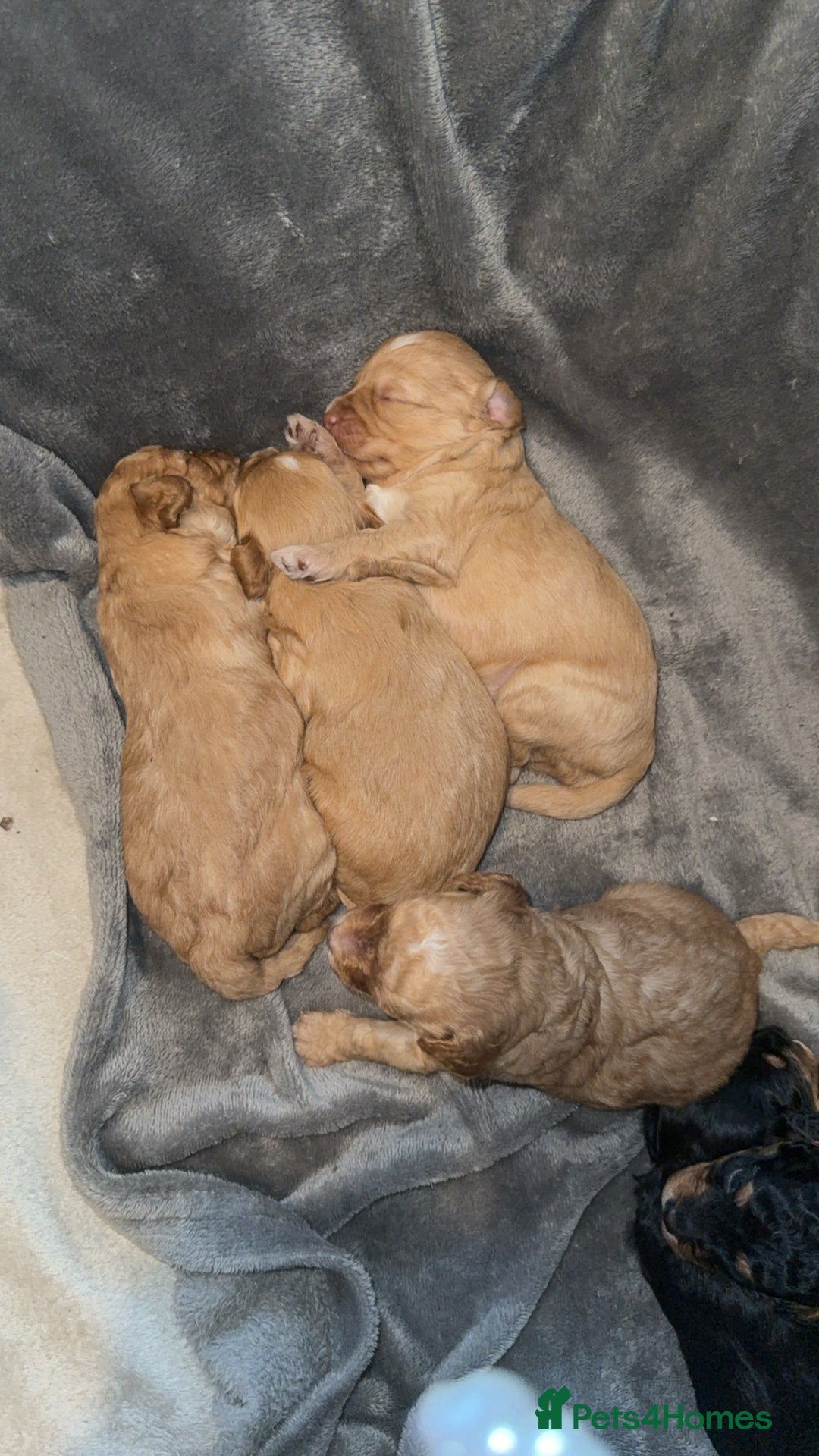 Cavapoo dogs for sale: 2 gorgeous boys looking for there forever home🩵  - Image 5