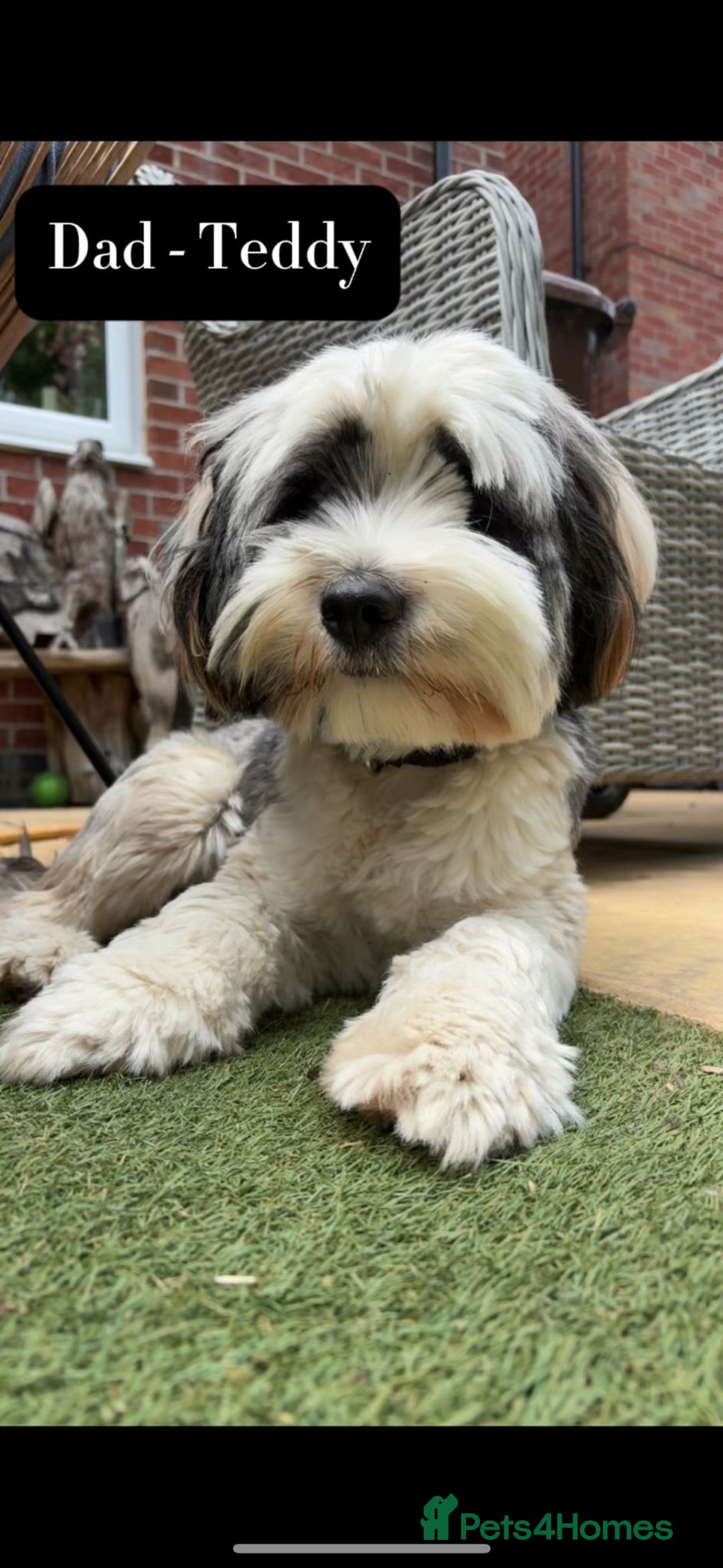 Mixed Breed dogs for sale: Tibetan Terrier x cockerpoo  - Image 12