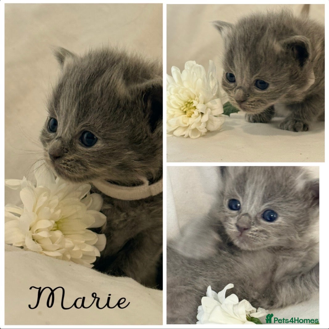 Ragdoll cats Beautiful blue,lilac point and a rare fawn ragdoll - Advert 1