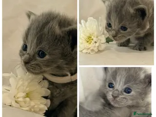 Ragdoll cats Beautiful blue,lilac point and a rare fawn ragdoll - Advert 2