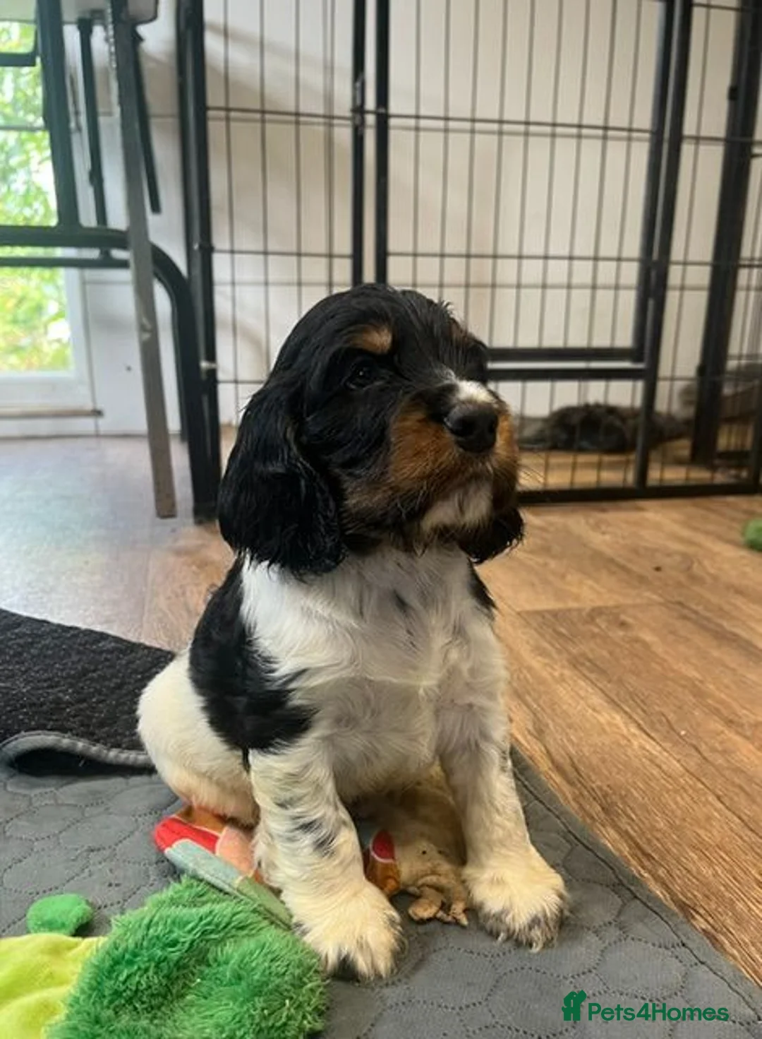 Cocker Spaniel dogs for sale: KC Registered Cocker Spaniel - Advert 1