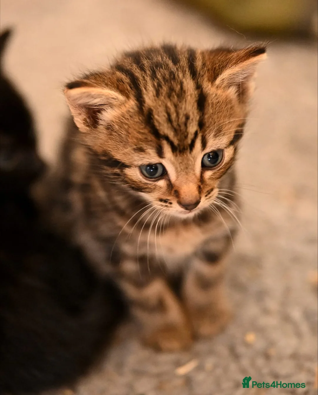 Mixed Breed cats for sale: Stunning kittens  - Advert 2