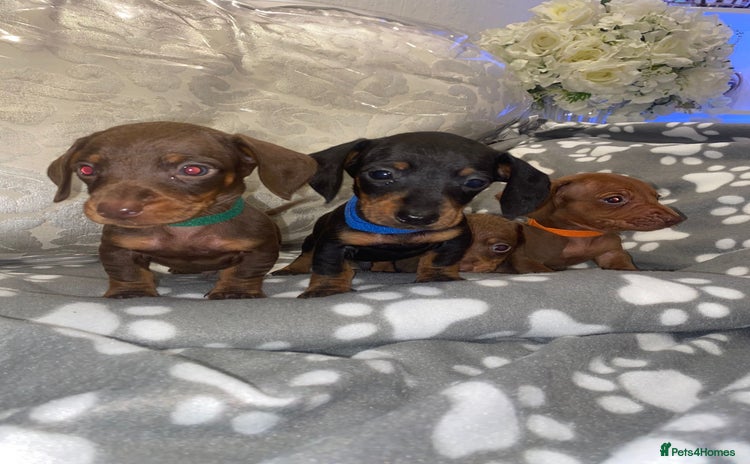 Miniature Dachshund dogs - Advert 19