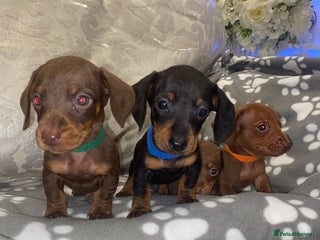 Miniature Dachshund dogs for sale - Advert 2