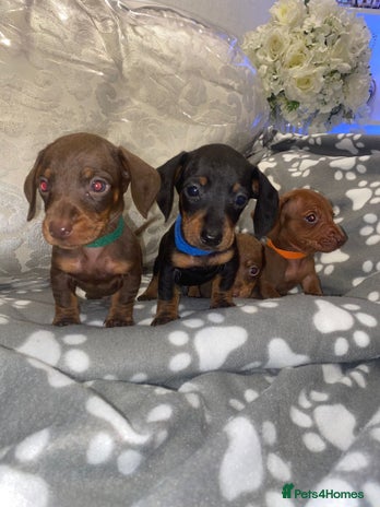 Miniature Dachshund dogs - Advert 19