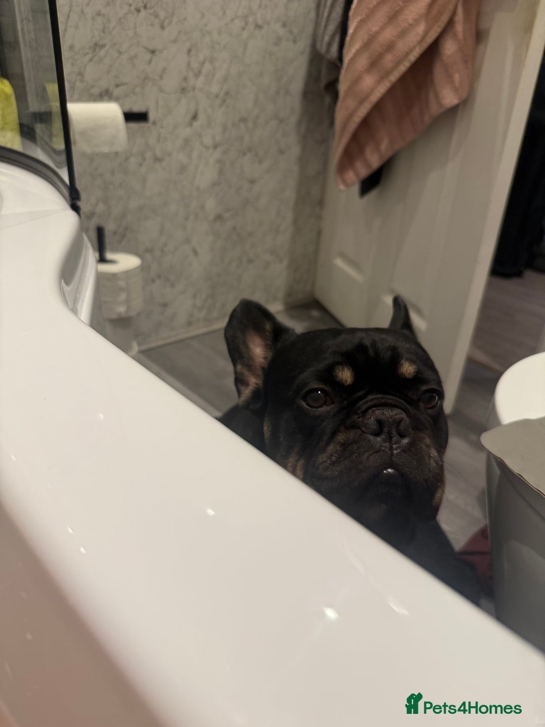 French Bulldog dogs for sale: Urgent rehome needed - Image 8