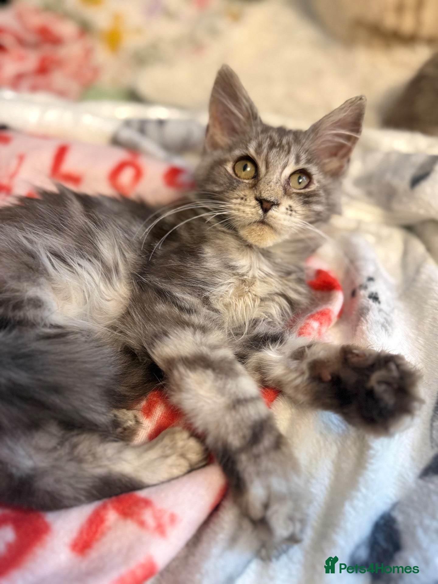 Maine Coon cats TICA registered mainecoon kittens - Advert 18