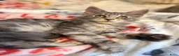 Maine Coon cats for sale: TICA registered mainecoon kittens - Advert 1