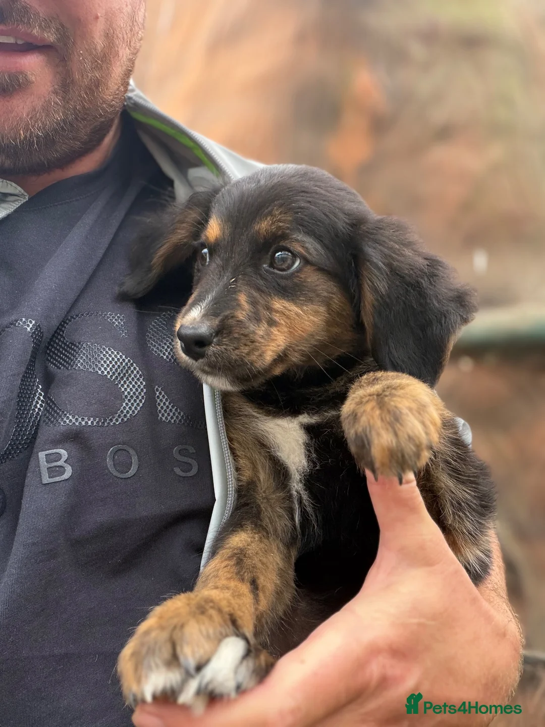 Golden Mountain Dog dogs for sale: Golden retriever x Bernese mountain dogd - Advert 1