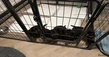 Rottweiler dogs - Advert 12