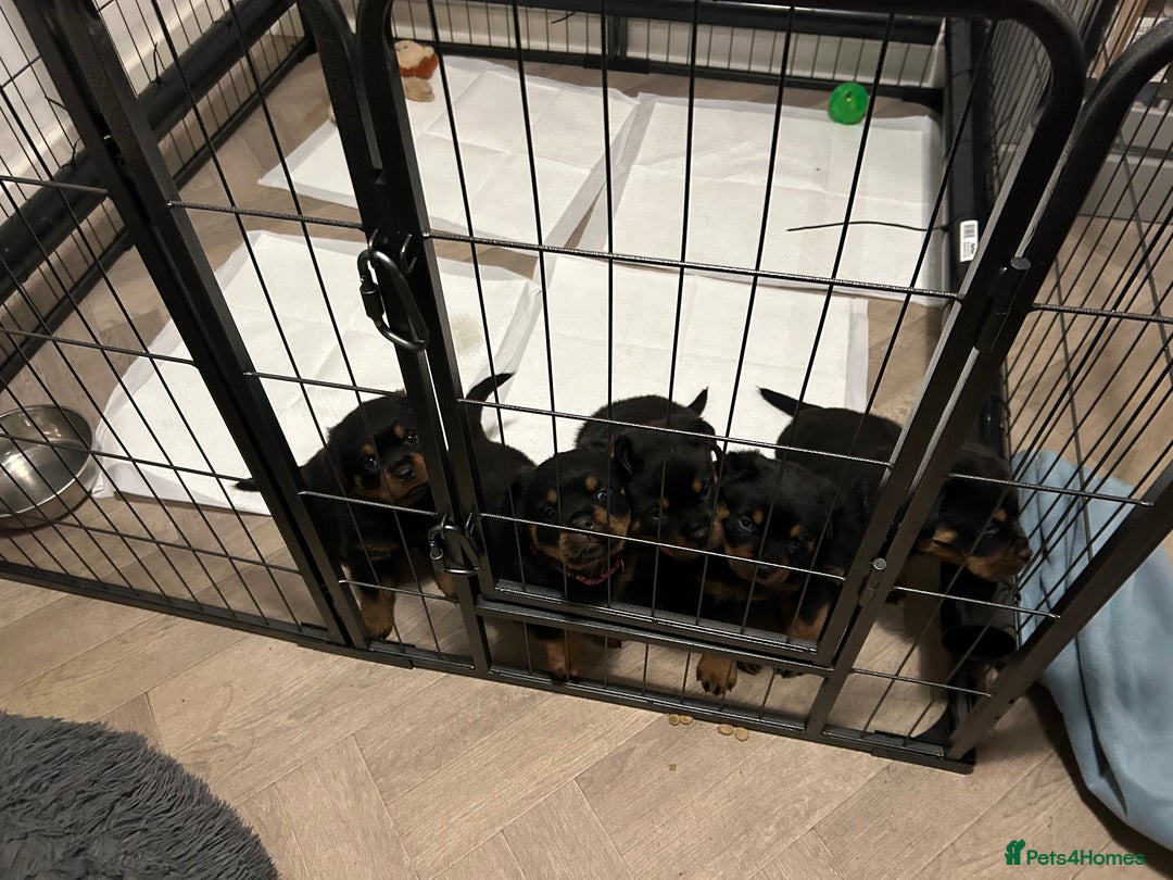 Rottweiler dogs for sale: Rottweiler puppies - Image 2