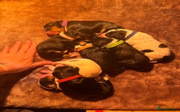 Mixed Breed dogs for sale: Border doodle - Image 4