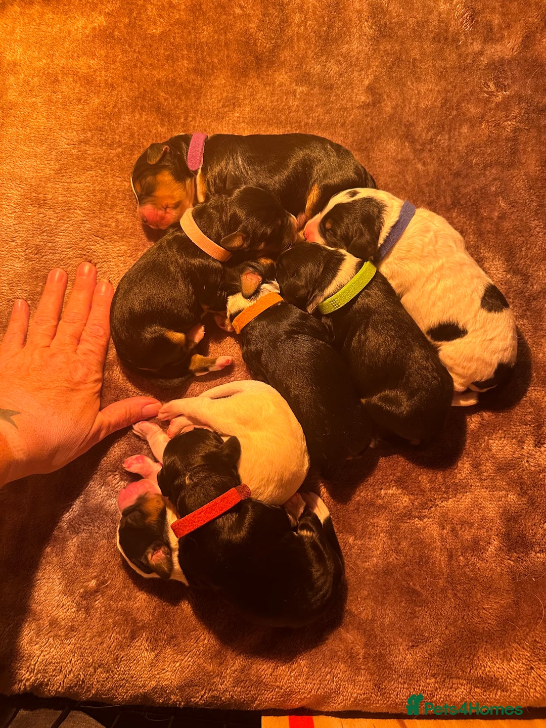 Mixed Breed dogs for sale: Border doodle - Image 4