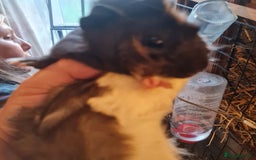 Guinea Pig rodents for sale: 2 male, 3 female guinea pigs for sale - Image 3
