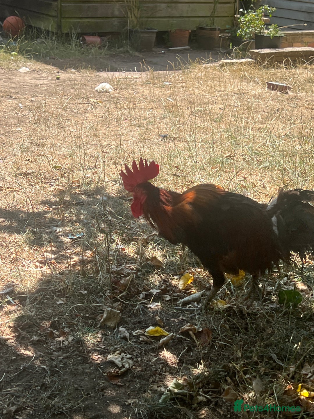 Chickens poultry for sale: Two cockerel for sale  - Image 3
