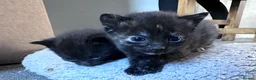 Domestic Shorthair cats for sale: Beautiful kittens - Advert 5