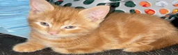 Mixed Breed cats for sale: Beautiful Litter of Mixed Breed Kittens - Advert 5