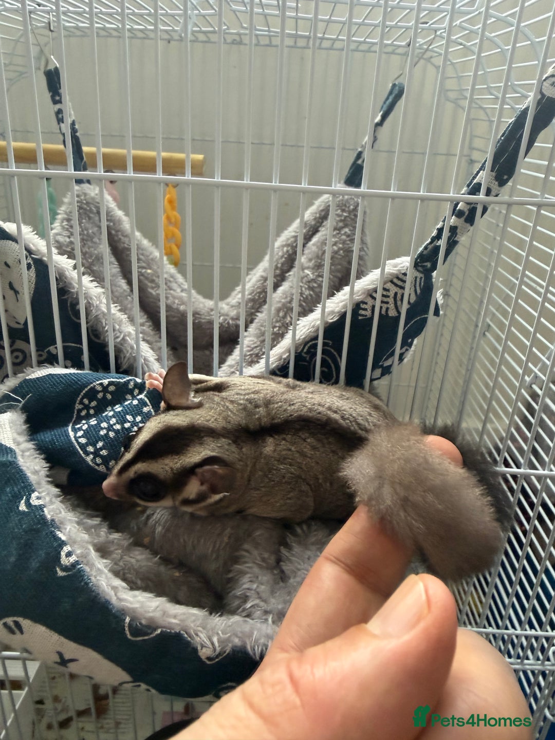 Sugar Glider rodents for sale: White and grey sugar glider - Advert 5