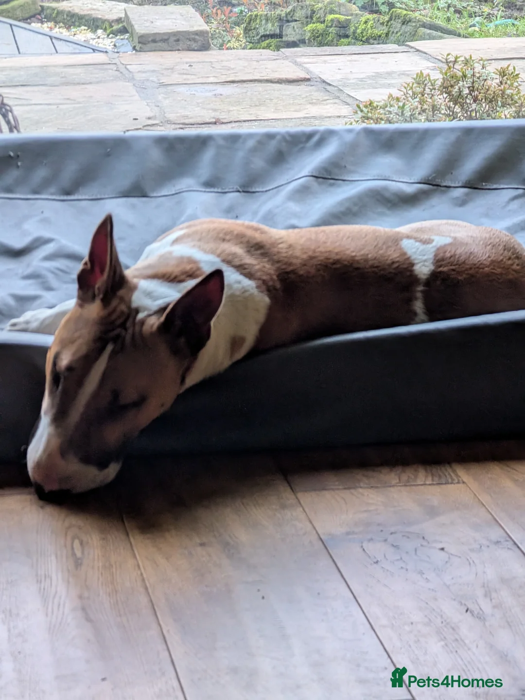 Bull Terrier dogs for stud: English Bull Terrier for Stud in Holmfirth - Advert 2