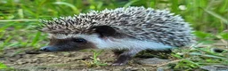 Pygmy Hedgehog rodents for sale: African Pygmy Hedgehog Hoglets - Advert 9