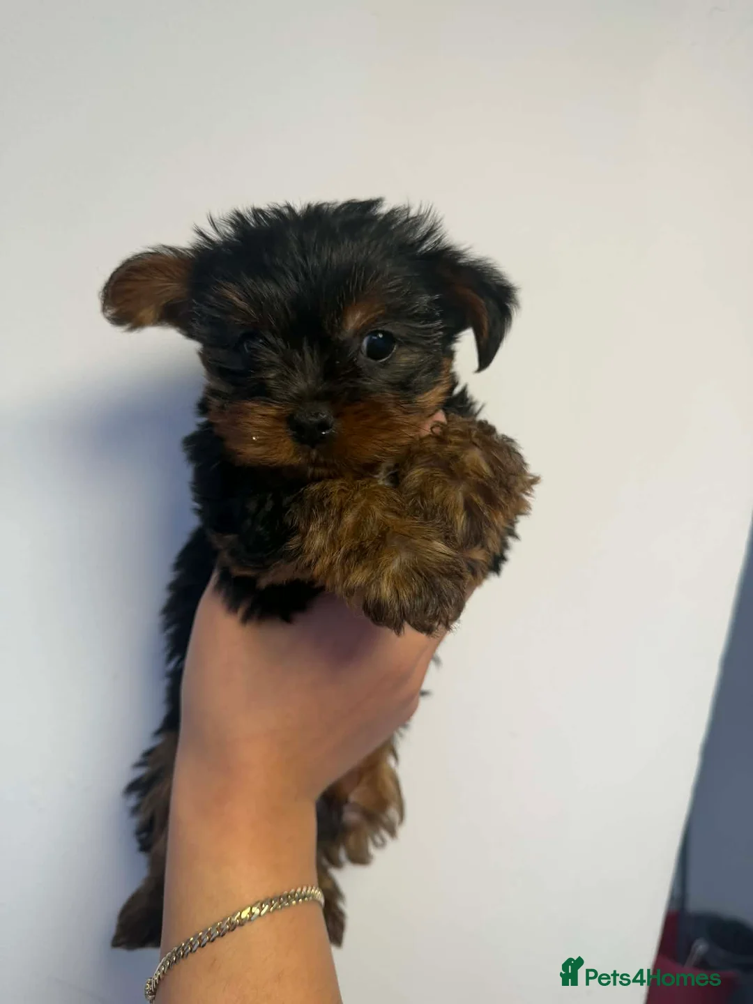Yorkshire Terrier dogs for sale: Two beautiful puppies for sale  - Advert 5
