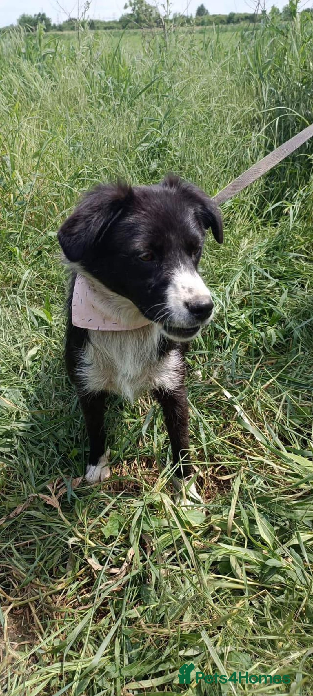 Mixed Breed dogs for adoption: Terrific Trixie - Image 9