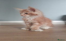 Maine Coon cats for sale: 4 boys for sale - Image 7