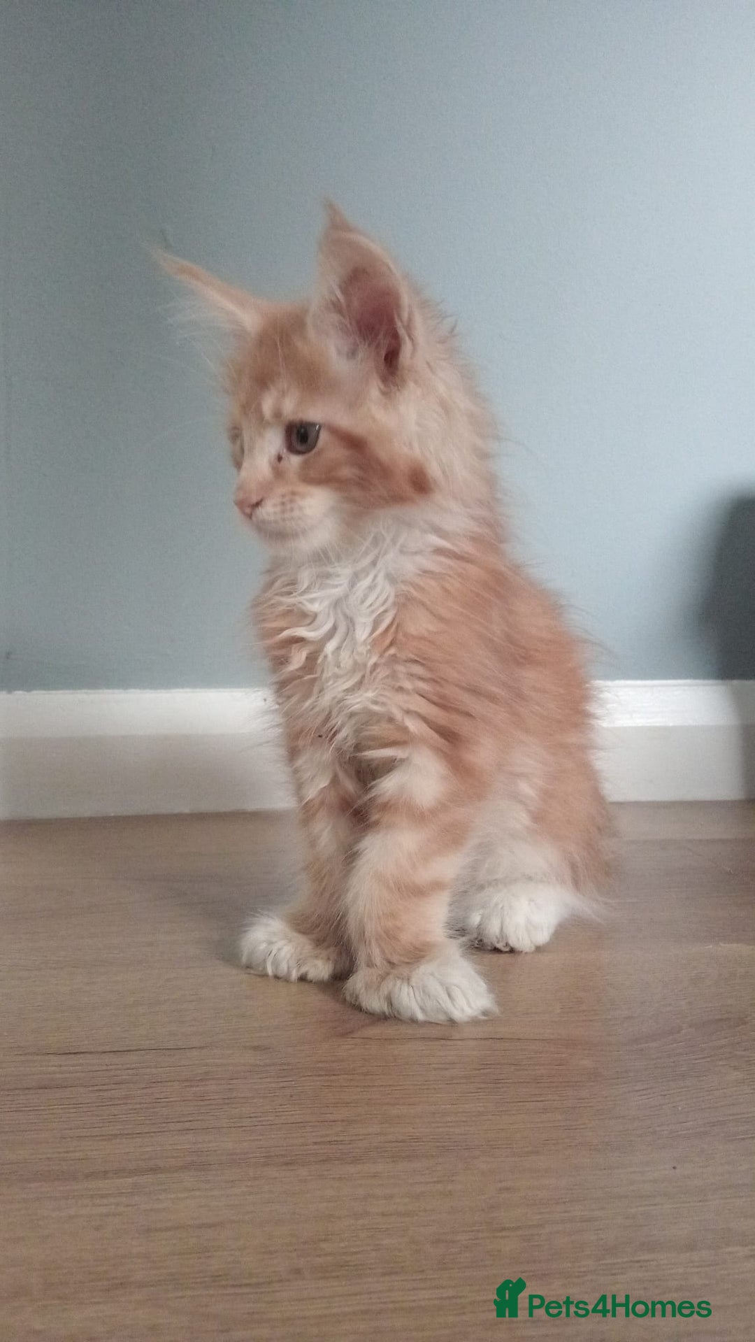 Maine Coon cats for sale: 4 boys for sale - Image 7