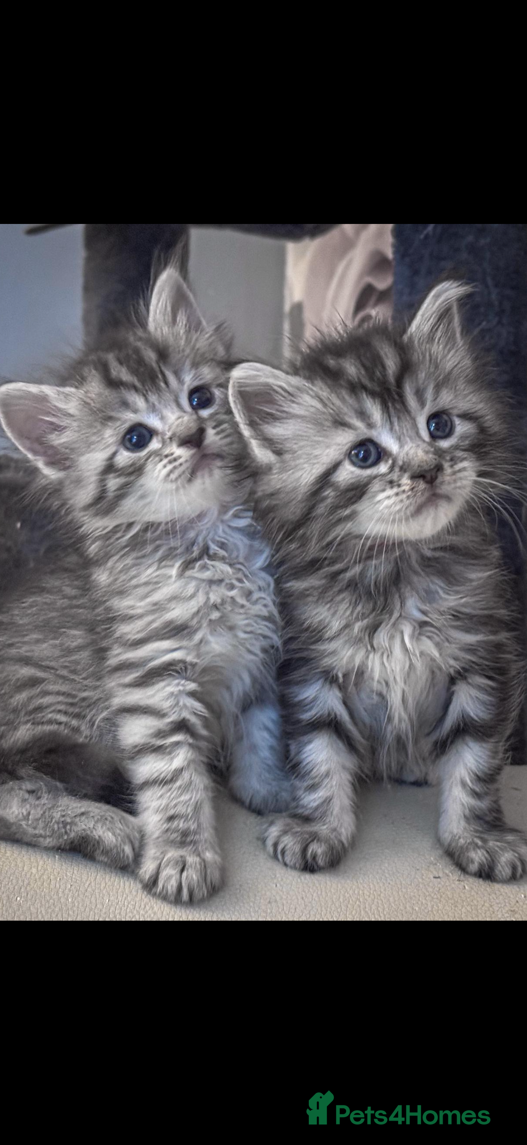 Maine Coon cats for sale: Full breed Mainecoon kittens ready 29th September  - Image 4