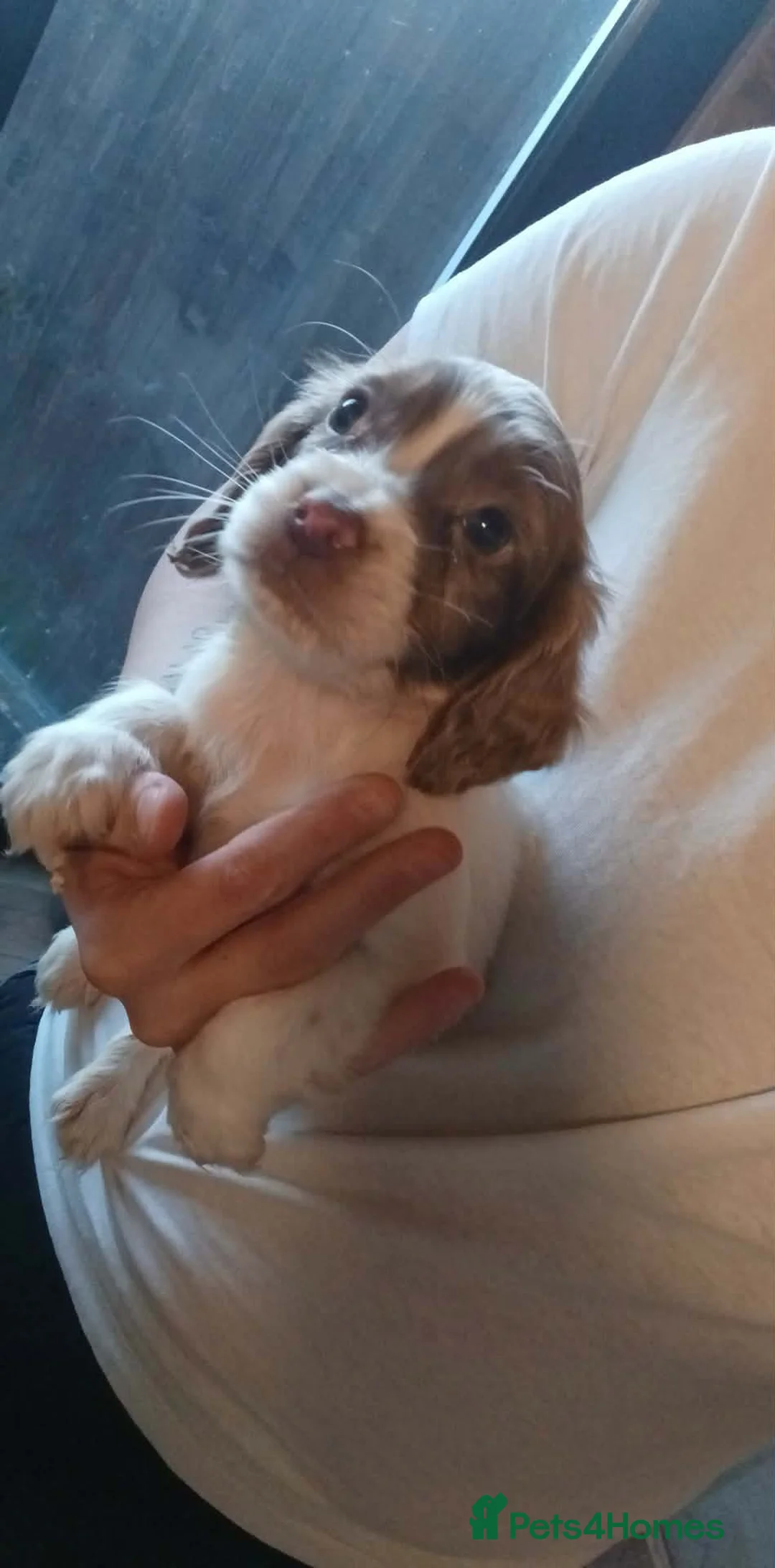 Cocker Spaniel dogs for sale: A beautiful litter of cocker spaniels  - Advert 18