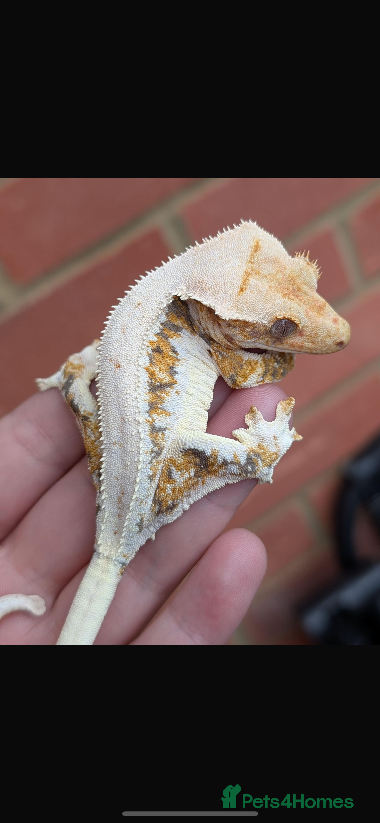 Gecko reptiles 💥🌊Various geckos for sale message for prices ✅ - Advert 2