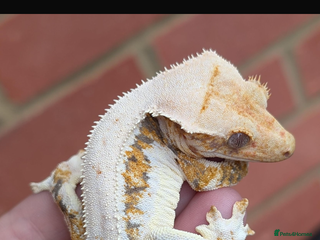 Gecko reptiles 💥🌊Various geckos for sale message for prices ✅ - Advert 2
