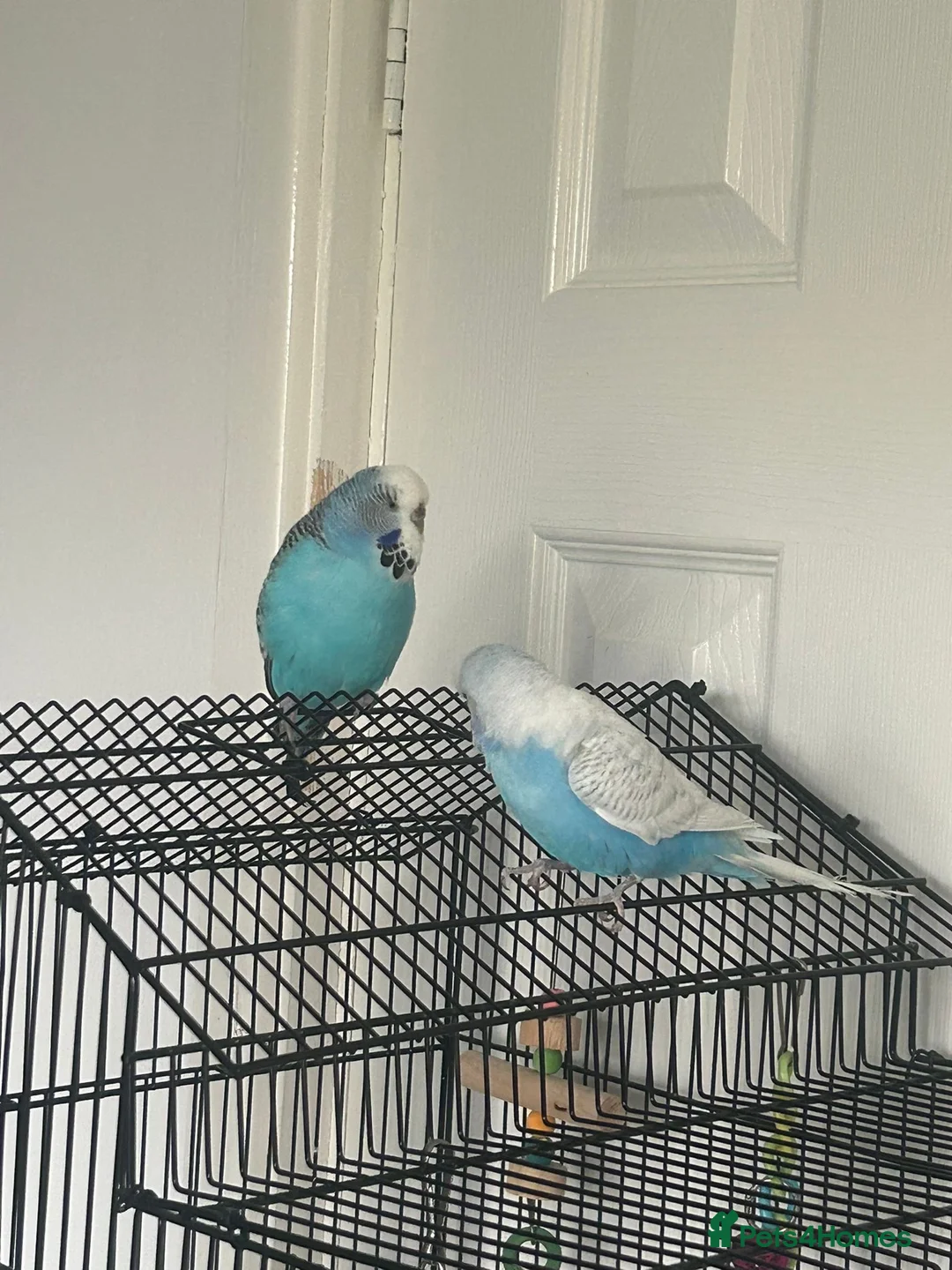 Budgerigars birds for sale: 2 budgies (besties ) - Advert 2