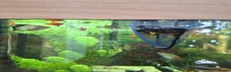 Platies fish for sale: Platy fry - Advert 3