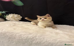British Shorthair cats for sale: 💗 Gorgeous Full Pedigree BSH Trusted Breeder 💗 - Image 17
