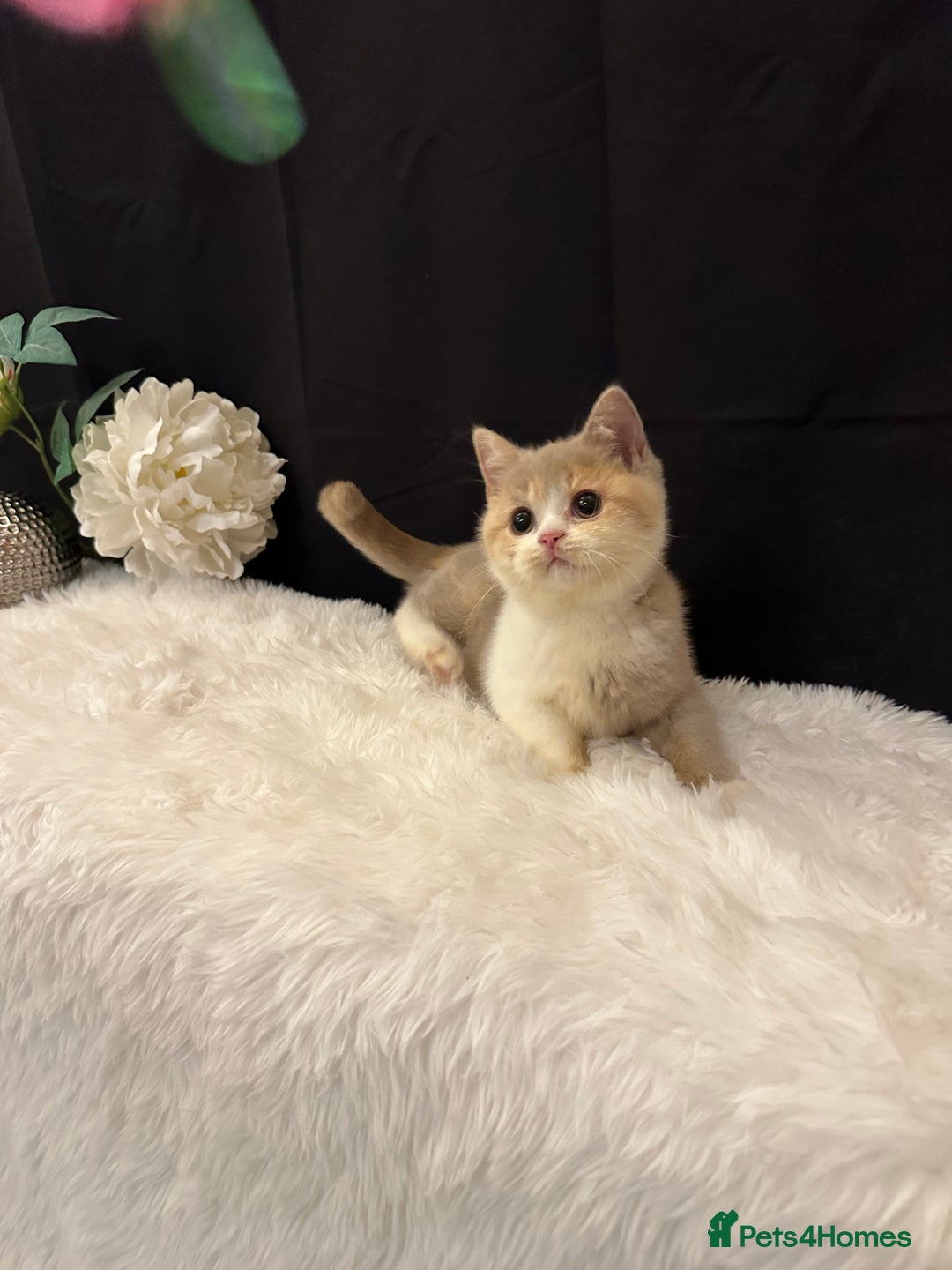 British Shorthair cats for sale: 💗 Gorgeous Full Pedigree BSH Trusted Breeder 💗 - Image 17