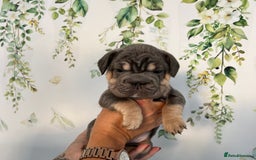 French Bulldog dogs for sale: Big Rope, Big Rope Fluffy & French Bullg - Advert 32