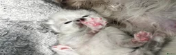 Ragdoll cats for sale: Ragdoll kitten in Guildford - Advert 3