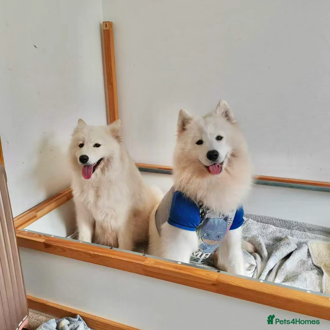 Samoyed dogs for sale: Samoyed puppys - Advert 2
