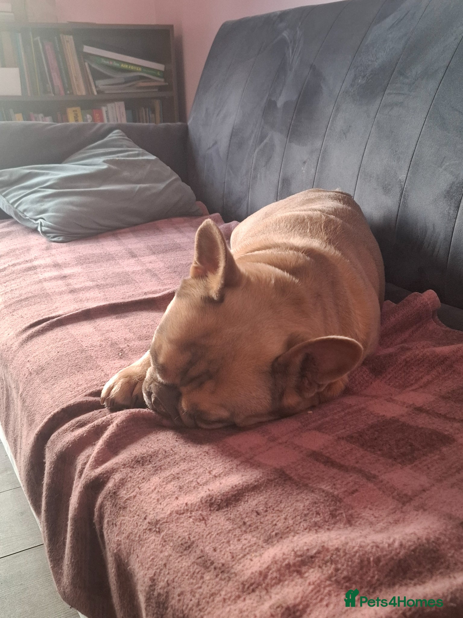 French Bulldog dogs French bulldog - Advert 18